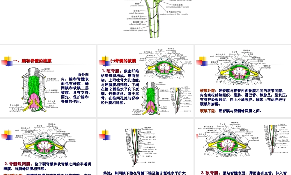 中枢神经系统(六脑和脊髓的被膜、血管及脑脊液循环-).ppt