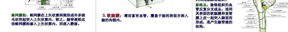 中枢神经系统(六脑和脊髓的被膜、血管及脑脊液循环-).ppt