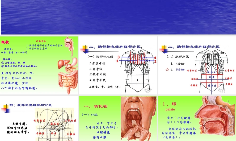 内总、消化、呼吸.ppt