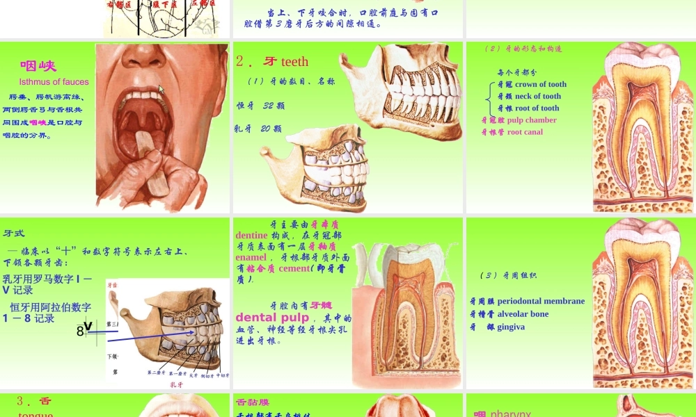 内总、消化、呼吸.ppt
