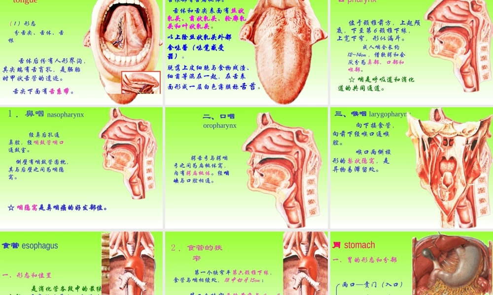 内总、消化、呼吸.ppt