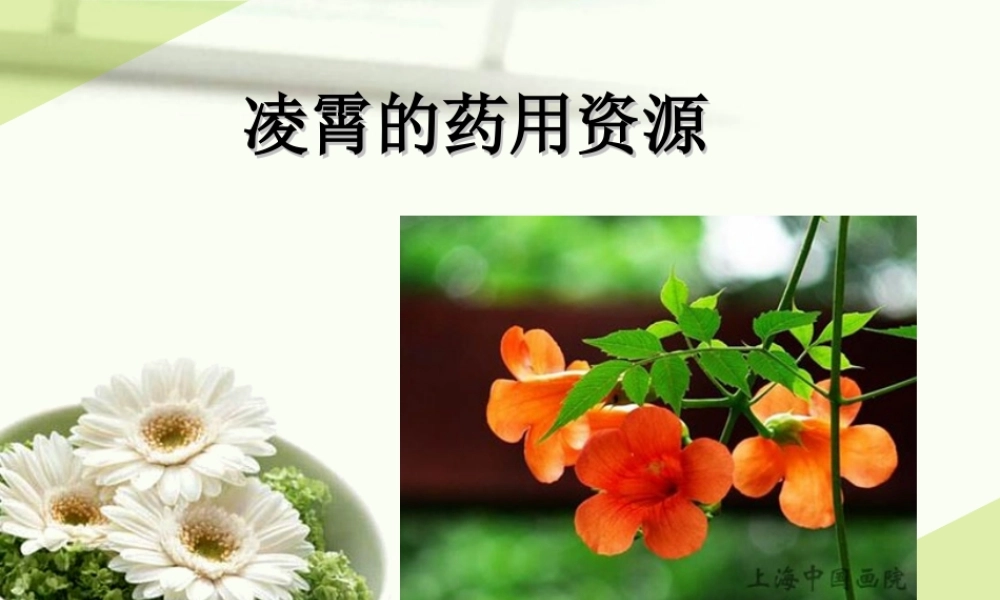 凌霄的药用资源...ppt