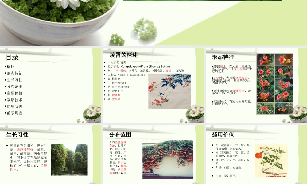 凌霄的药用资源...ppt