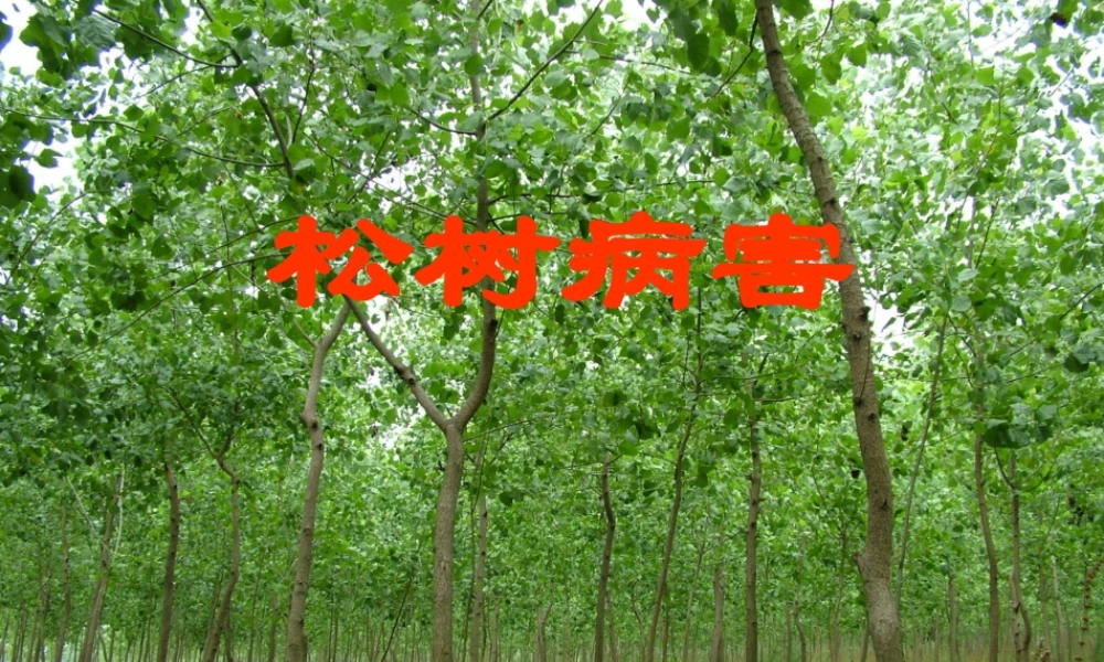 北方松树病害.ppt