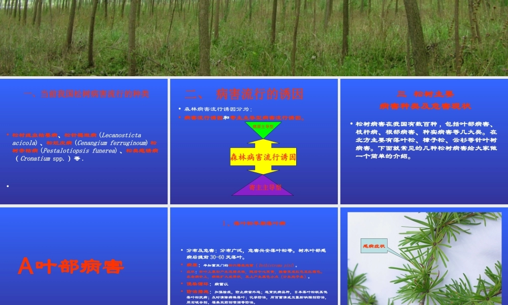 北方松树病害.ppt
