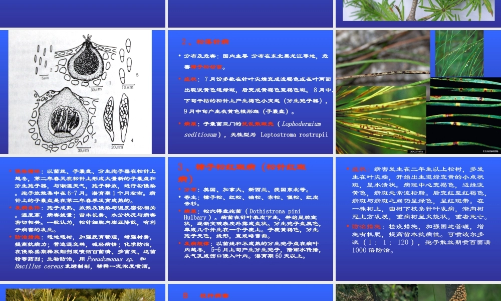 北方松树病害.ppt
