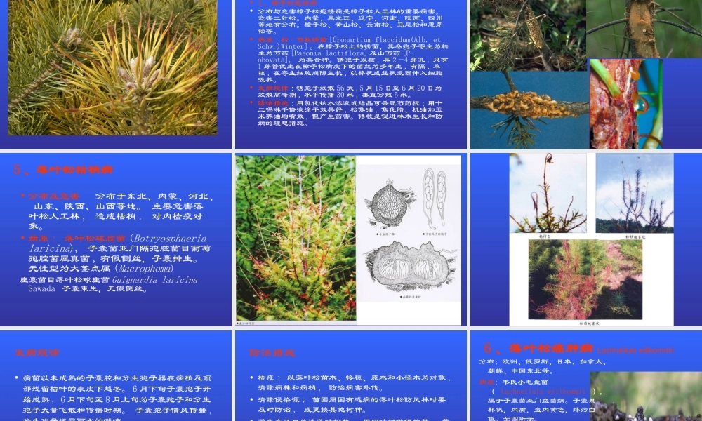 北方松树病害.ppt