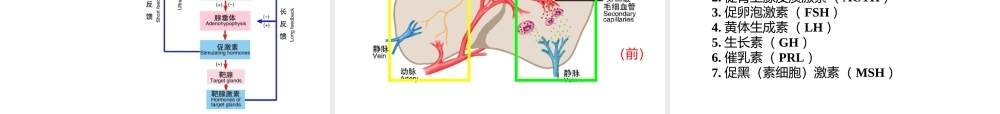 内分泌PPT.pptx