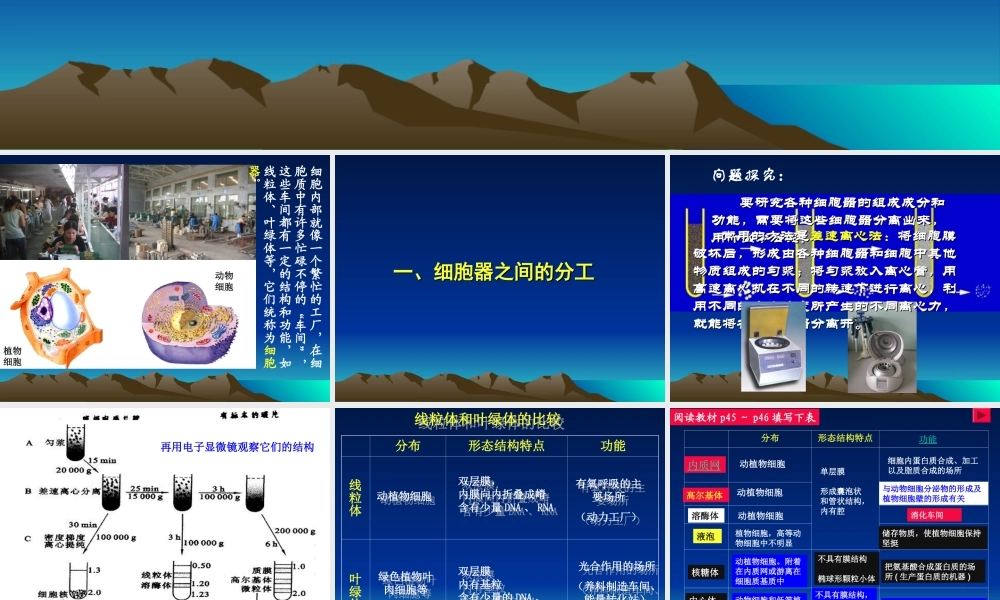 分工与合作--细胞器3.2ppt.ppt