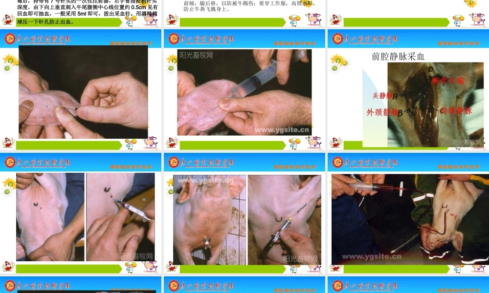 动物采血技术及血液常规检验.ppt