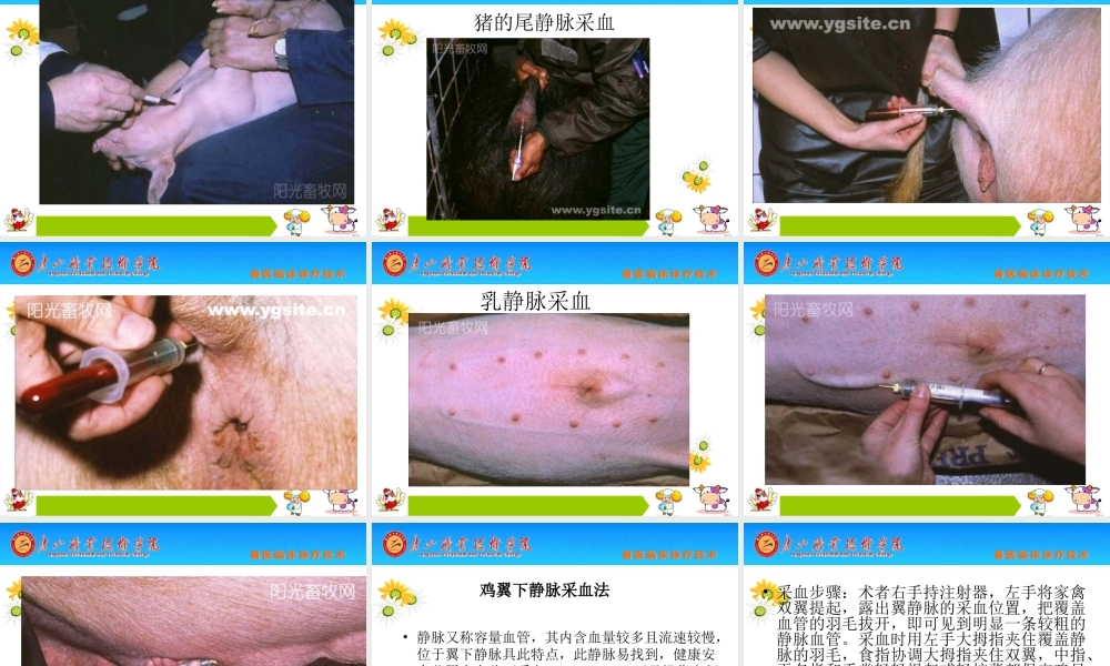 动物采血技术及血液常规检验.ppt