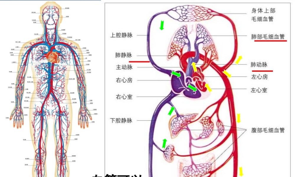 北师大版-血液循环.ppt