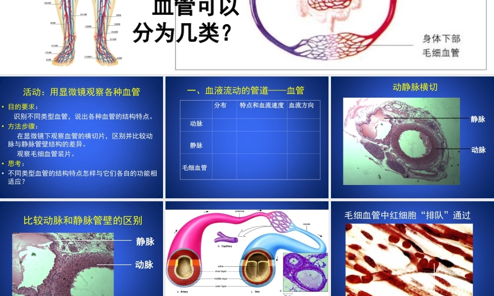 北师大版-血液循环.ppt