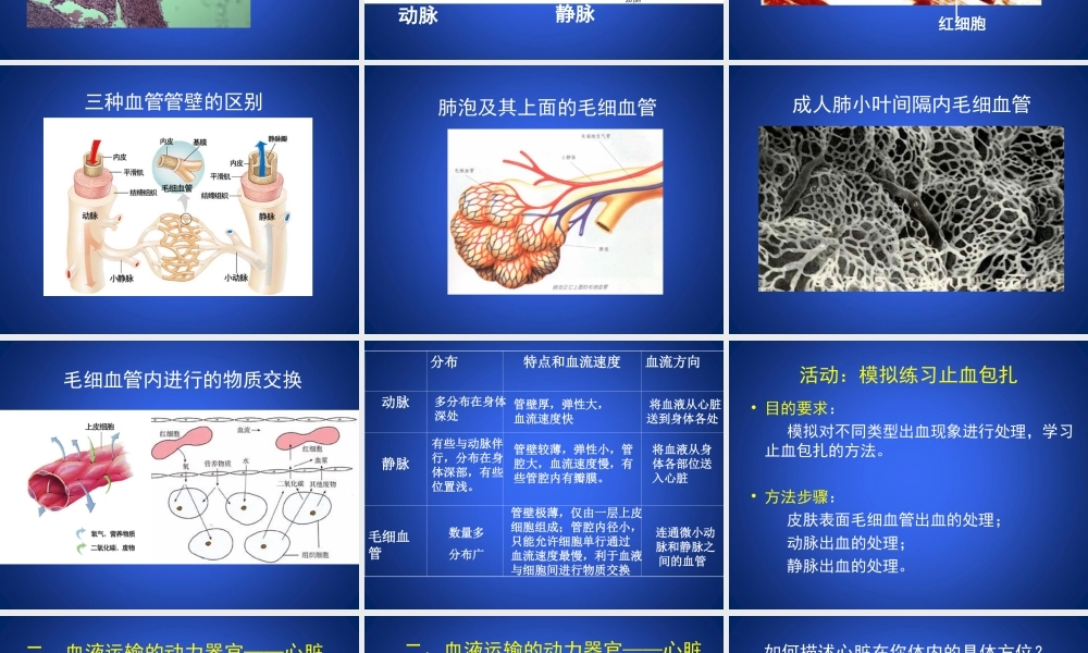 北师大版-血液循环.ppt