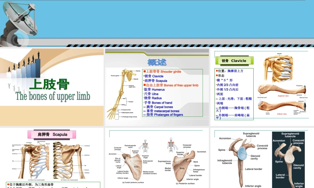上肢骨及连结.ppt