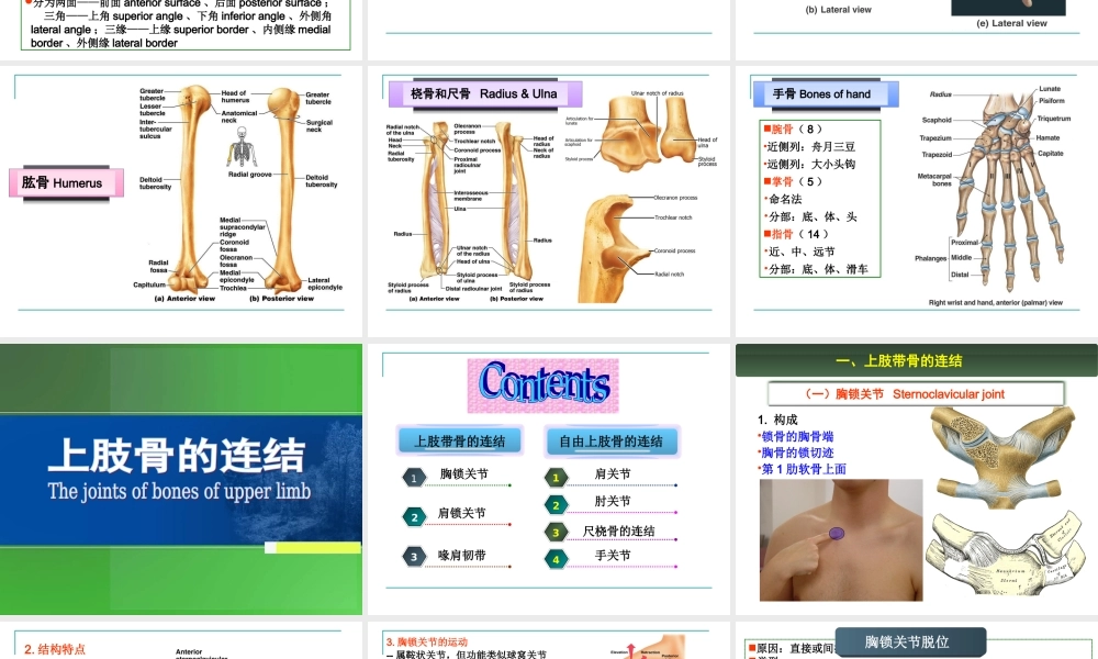 上肢骨及连结.ppt