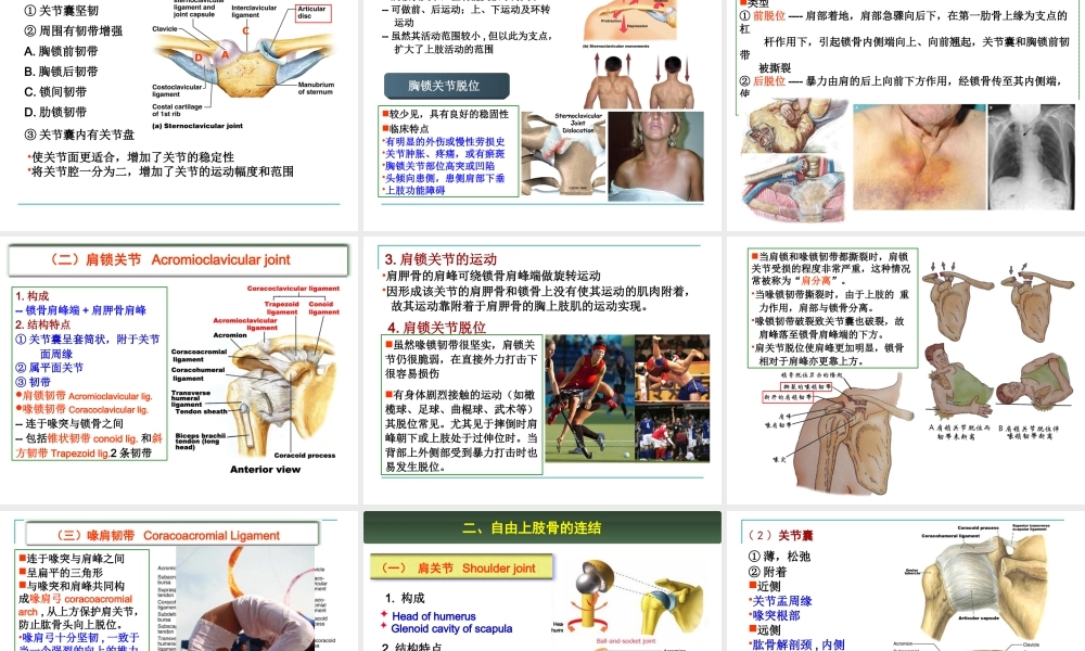 上肢骨及连结.ppt