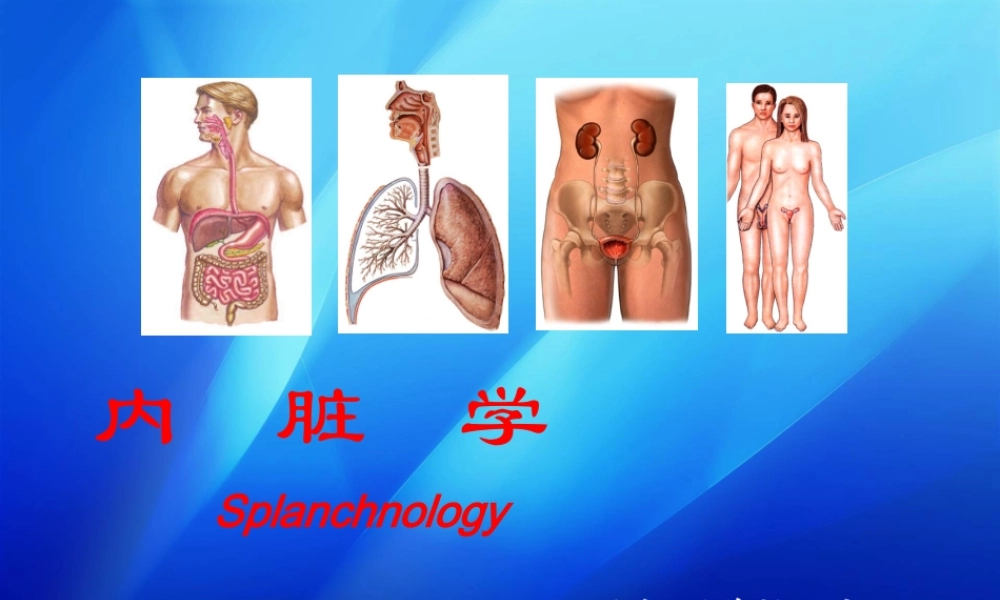 内脏学总论+消化系统huang.ppt