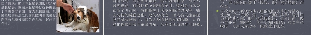 动物整体及一般检查-正大兽药-帮助养殖.ppt