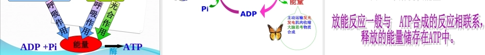 公开课细胞的能量通货ATP.ppt