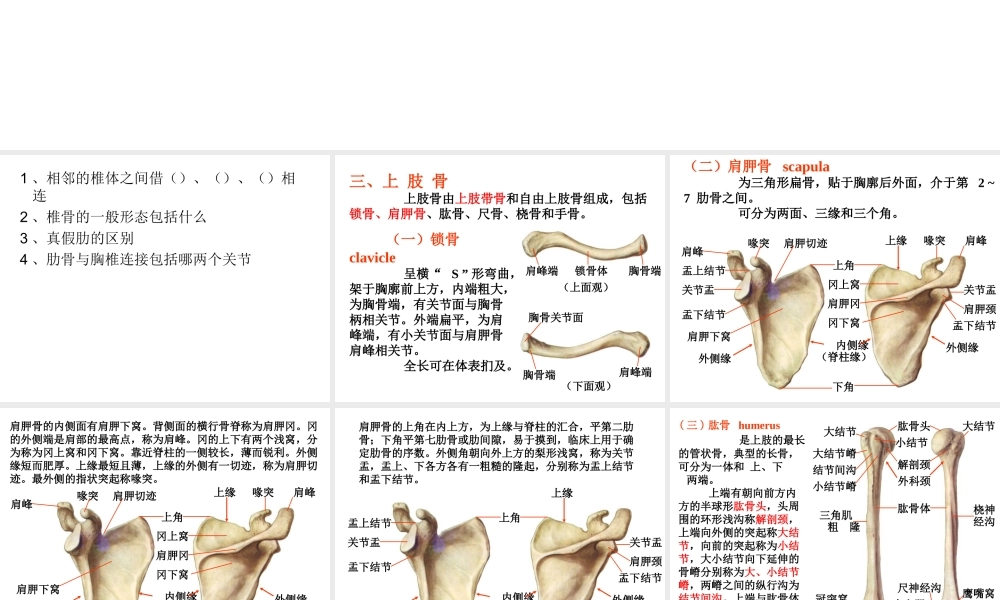 上肢骨及其连结.ppt