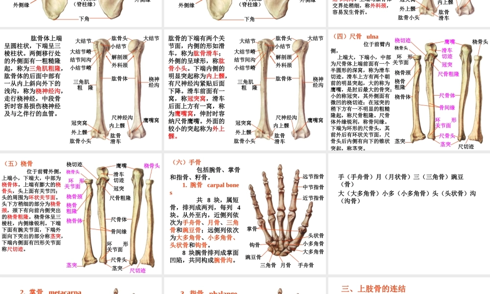 上肢骨及其连结.ppt
