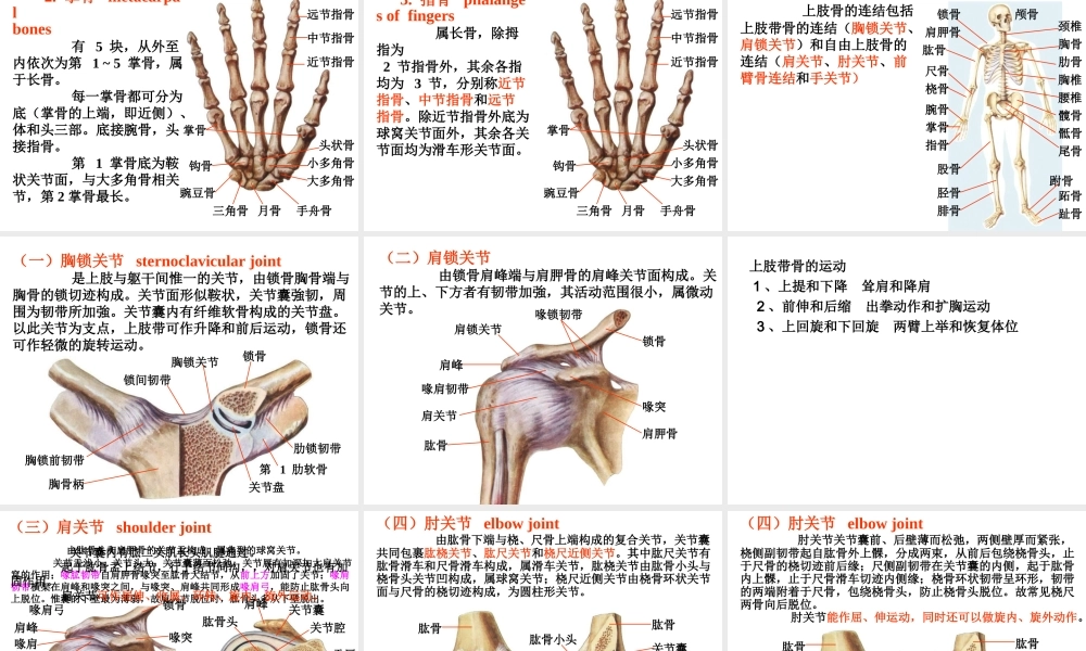 上肢骨及其连结.ppt