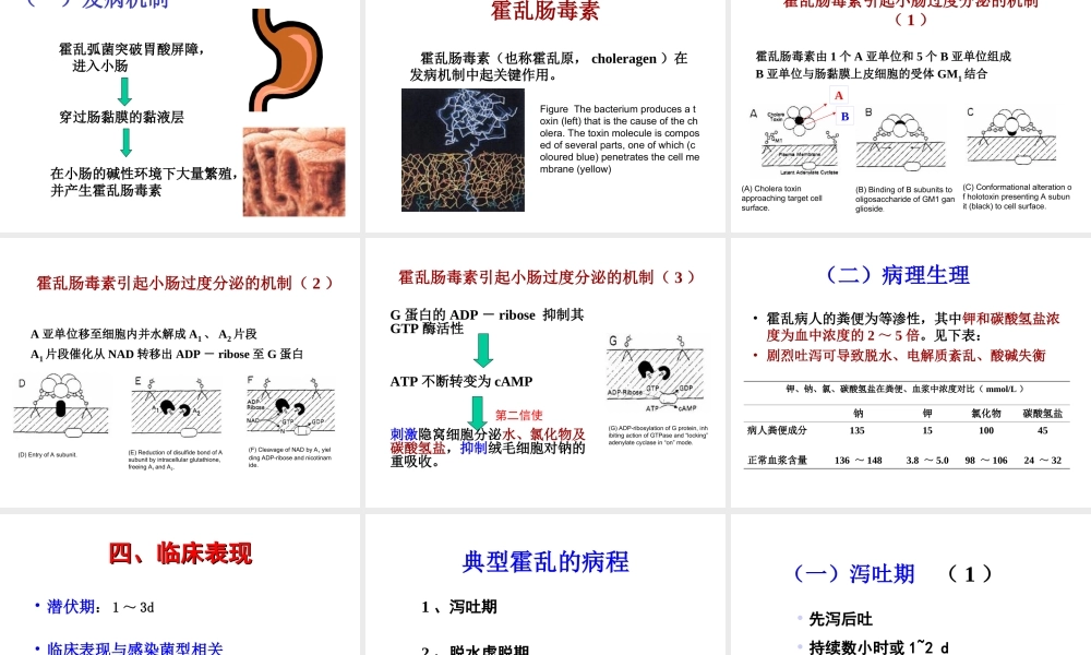 宠物源人兽共患病——霍乱讲义.ppt