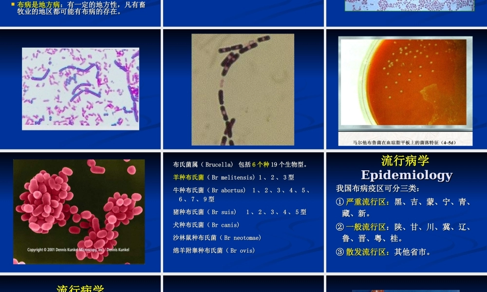 布氏肝菌病(人兽共患病).ppt