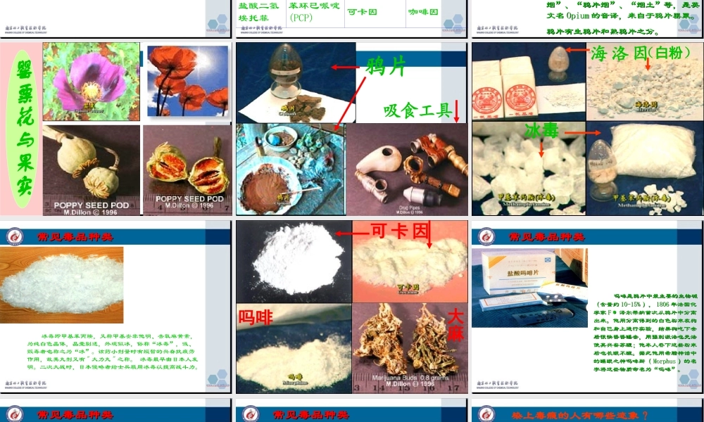 常见毒品种类因卡可吗啡大麻.ppt