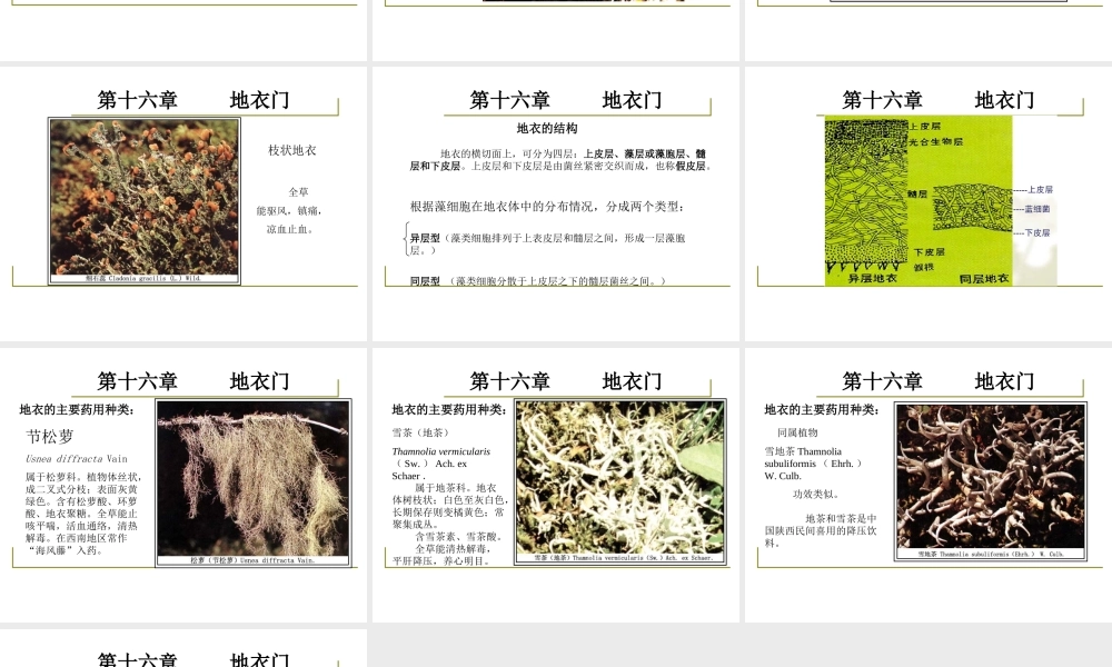 药用植物学-淅江大学16地衣门.ppt