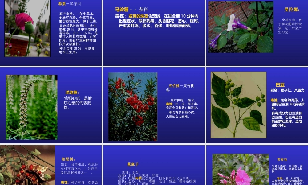 药用植物二-有毒植物.ppt