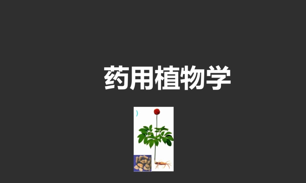 药用植物学.ppt