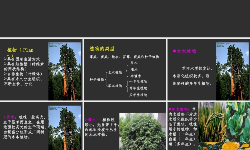 药用植物学.ppt