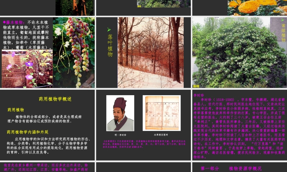 药用植物学.ppt
