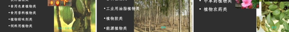 药用植物学.ppt