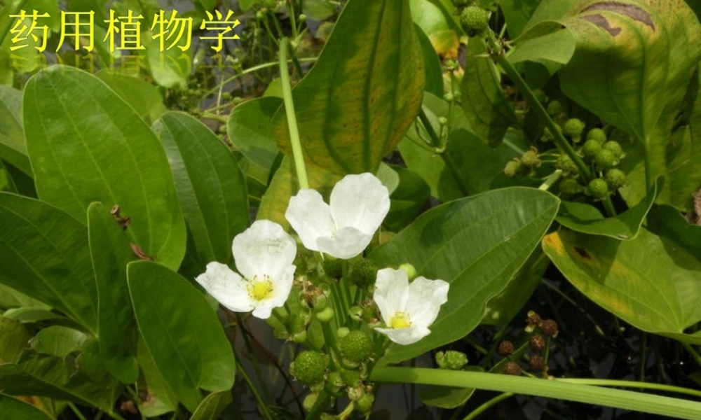 药用植物学藻类植物.ppt