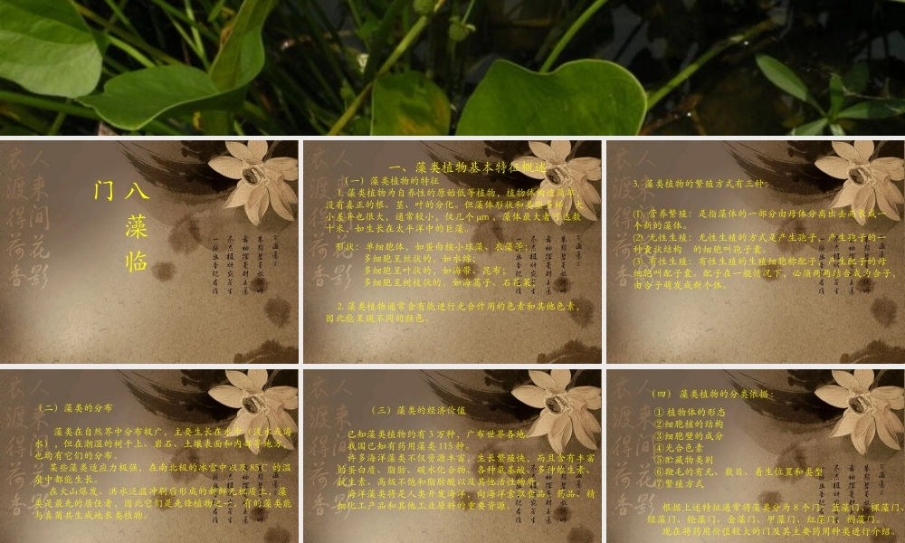 药用植物学藻类植物.ppt