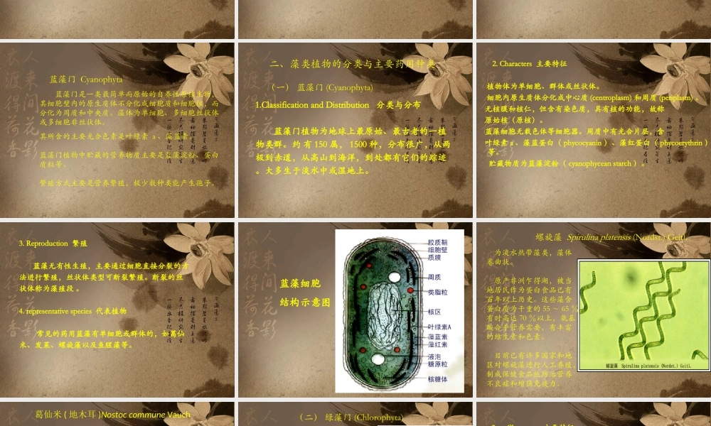 药用植物学藻类植物.ppt