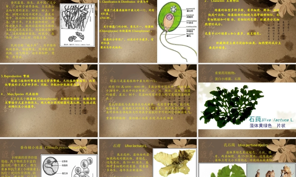 药用植物学藻类植物.ppt