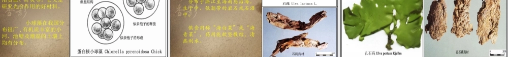药用植物学藻类植物.ppt