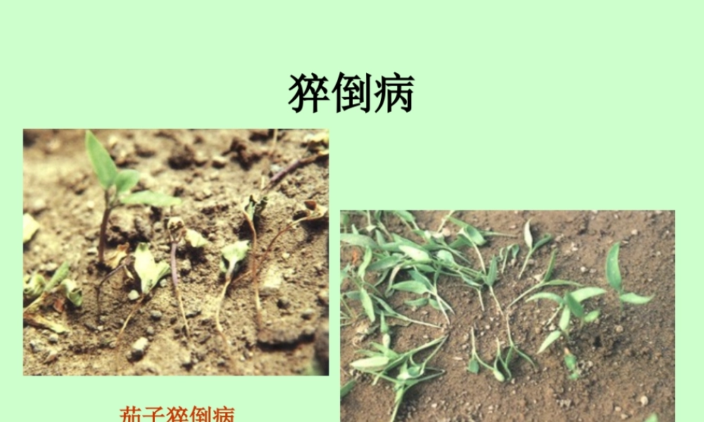 蔬菜主要病虫害分析.ppt