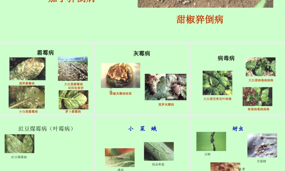 蔬菜主要病虫害分析.ppt