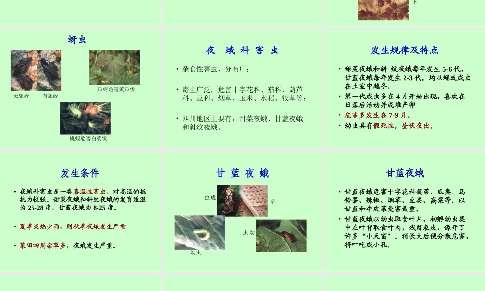 蔬菜主要病虫害分析.ppt