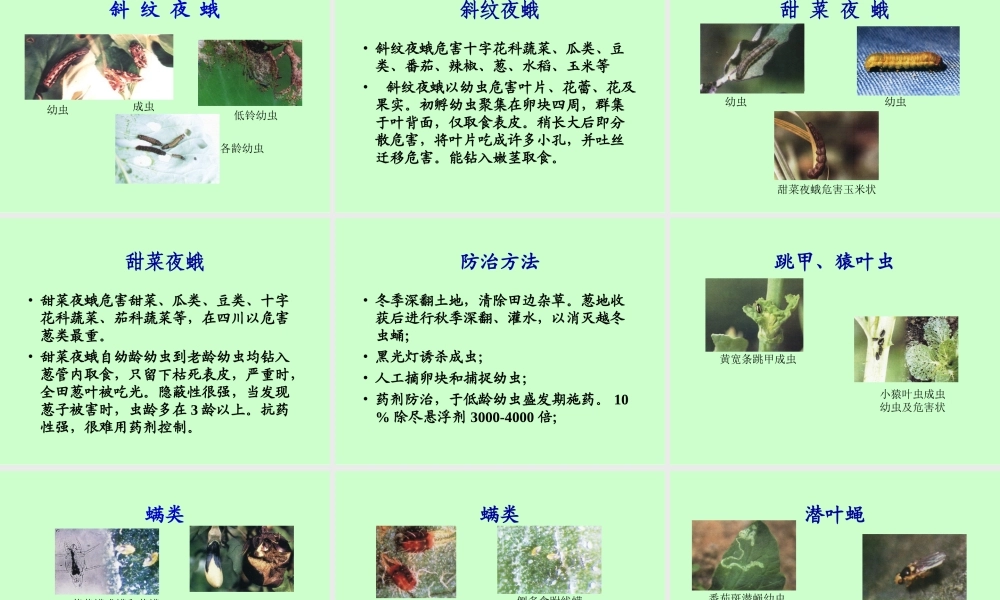 蔬菜主要病虫害分析.ppt