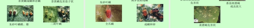 蔬菜主要病虫害分析.ppt