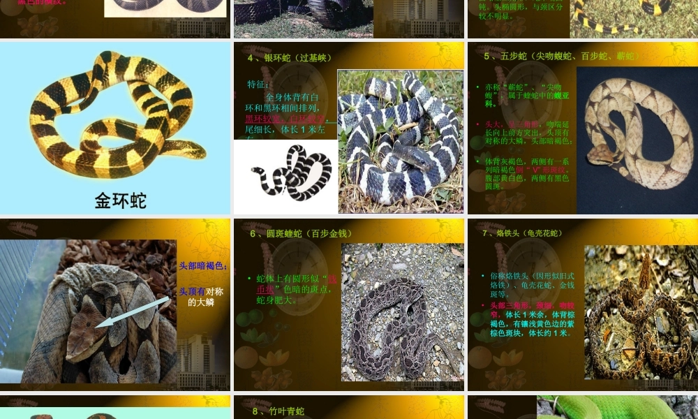 蛇咬伤诊疗常规.ppt