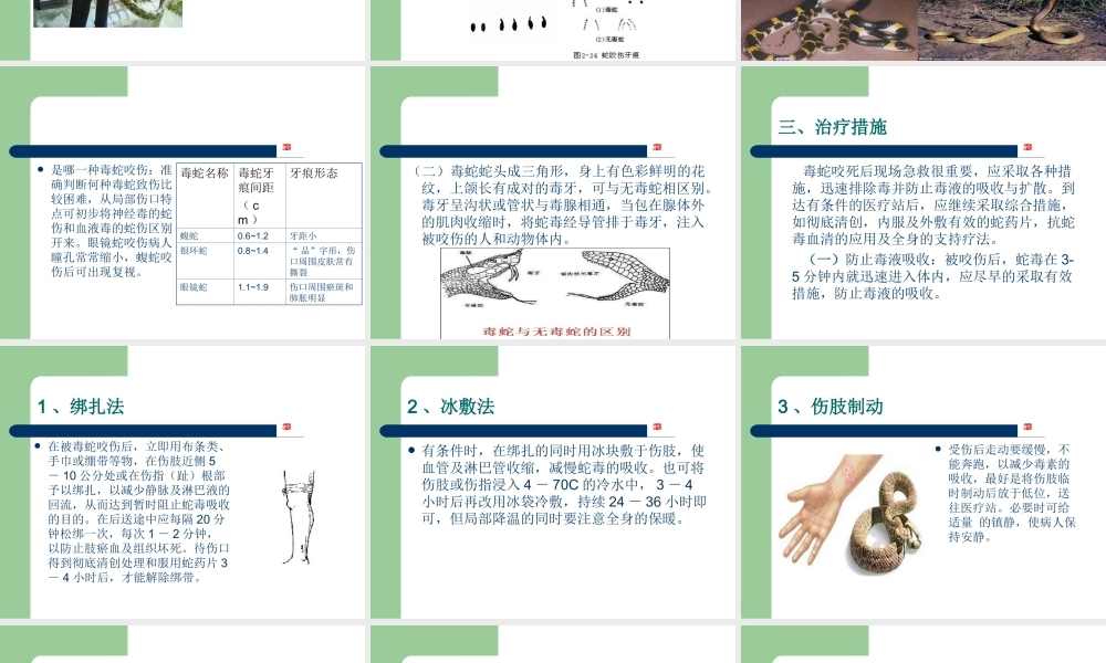 蛇咬伤防治.ppt