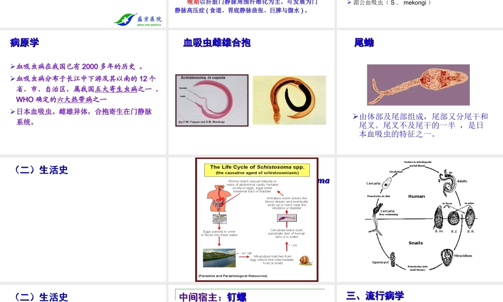 血吸虫(2013).ppt