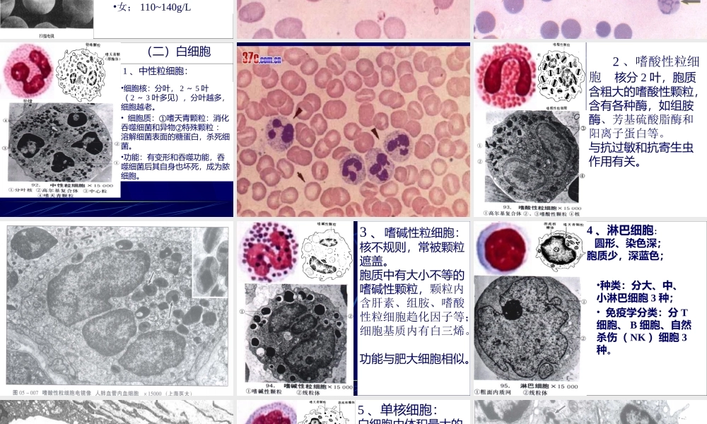 血液-组织胚胎学.ppt